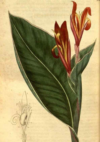 Reproducción/Reproduction 35247437385: Curtis's botanical magazine.. London ; New York [etc.] :Academic Press [etc.]