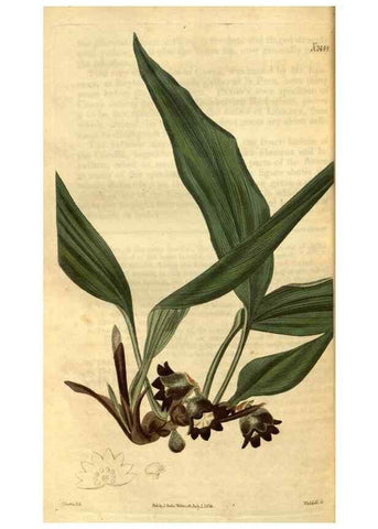 Reproducción/Reproduction 35247439895: Curtis's botanical magazine.. London ; New York [etc.] :Academic Press [etc.]