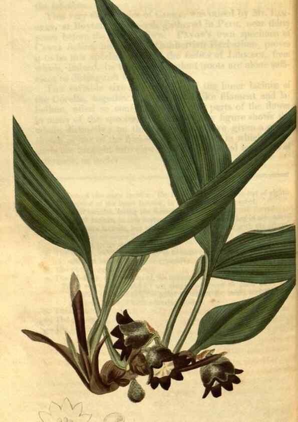 Reproducción/Reproduction 35247439895: Curtis's botanical magazine.. London ; New York [etc.] :Academic Press [etc.]
