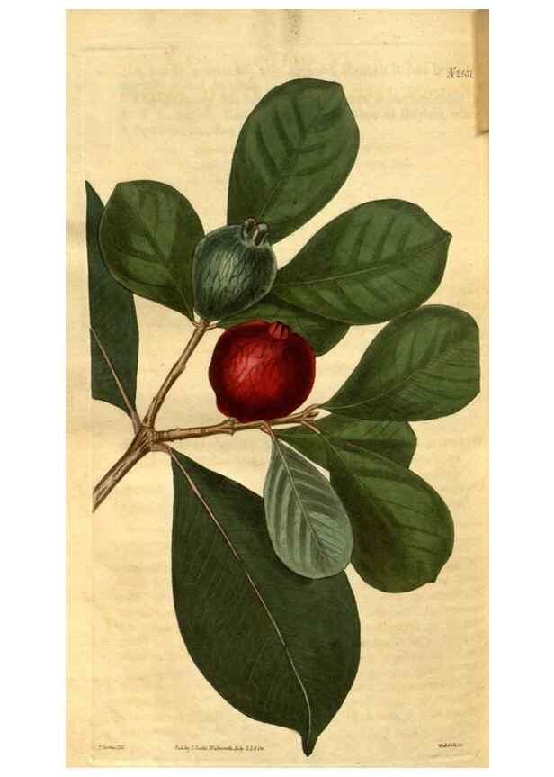 Reproducción/Reproduction 35247444425: Curtis's botanical magazine.. London ; New York [etc.] :Academic Press [etc.]