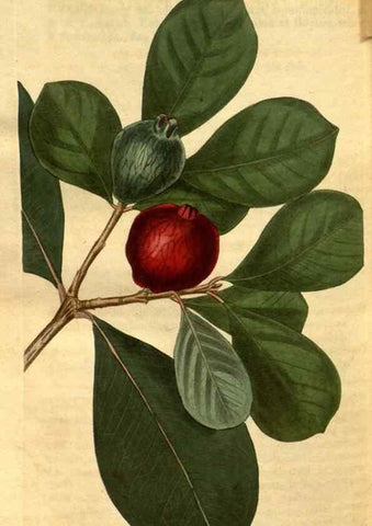 Reproducción/Reproduction 35247444425: Curtis's botanical magazine.. London ; New York [etc.] :Academic Press [etc.]