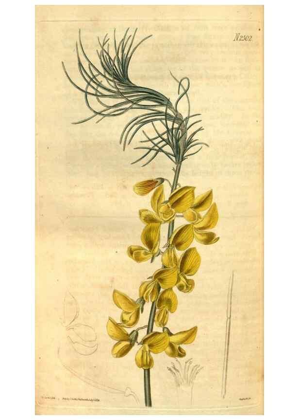 Reproducción/Reproduction 34403515214: Curtis's botanical magazine.. London ; New York [etc.] :Academic Press [etc.]