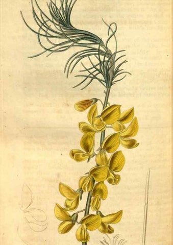 Reproducción/Reproduction 34403515214: Curtis's botanical magazine.. London ; New York [etc.] :Academic Press [etc.]