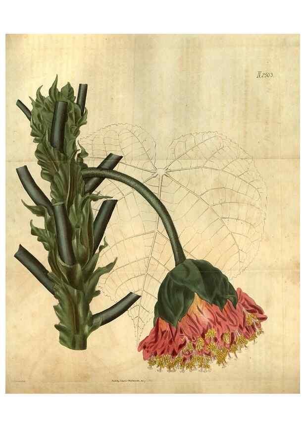 Reproducción/Reproduction 35207415666: Curtis's botanical magazine.. London ; New York [etc.] :Academic Press [etc.]
