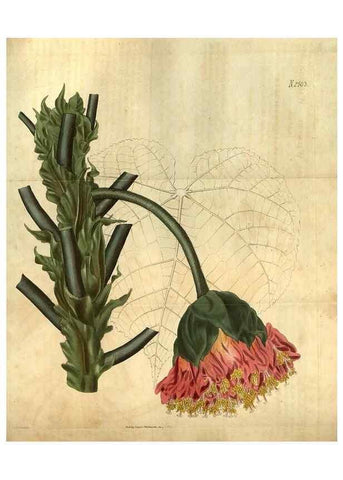 Reproducción/Reproduction 35207415666: Curtis's botanical magazine.. London ; New York [etc.] :Academic Press [etc.]