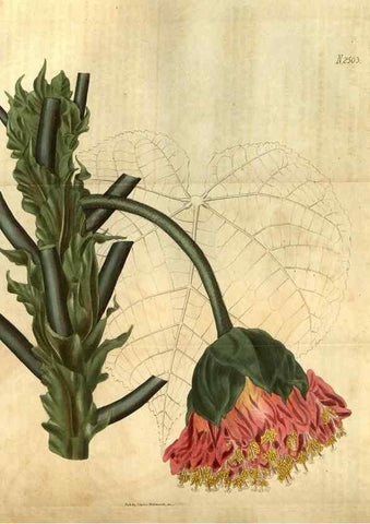 Reproducción/Reproduction 35207415666: Curtis's botanical magazine.. London ; New York [etc.] :Academic Press [etc.]