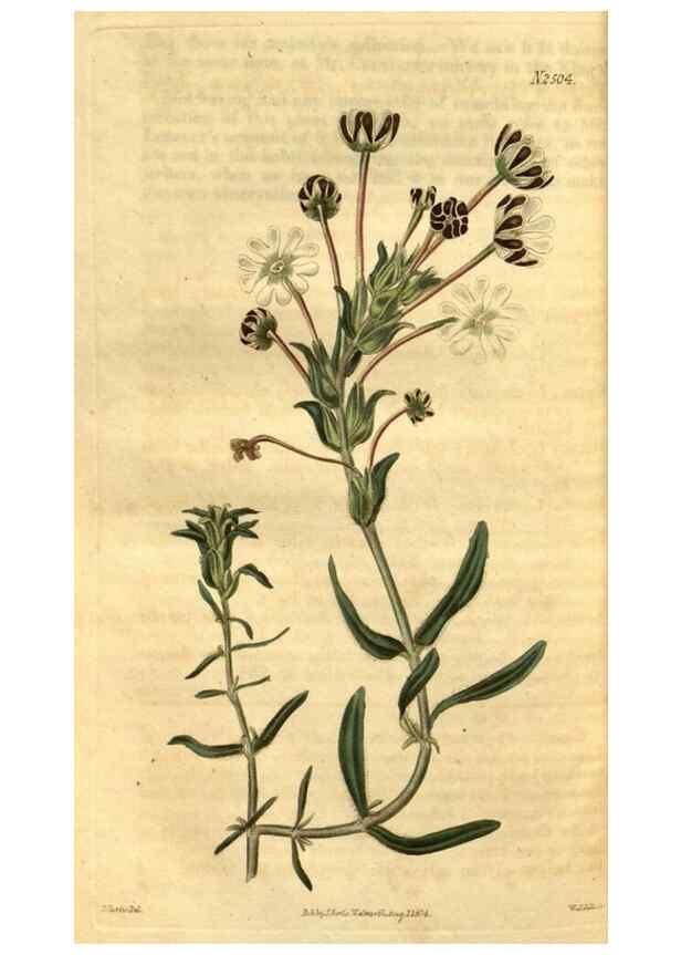 Reproducción/Reproduction 35207416986: Curtis's botanical magazine.. London ; New York [etc.] :Academic Press [etc.]