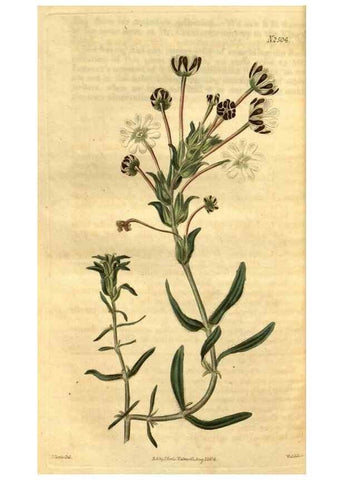 Reproducción/Reproduction 35207416986: Curtis's botanical magazine.. London ; New York [etc.] :Academic Press [etc.]