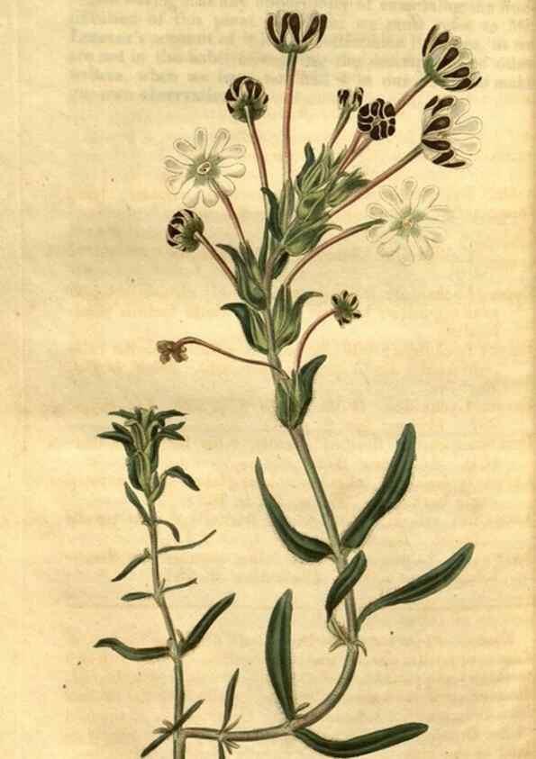 Reproducción/Reproduction 35207416986: Curtis's botanical magazine.. London ; New York [etc.] :Academic Press [etc.]