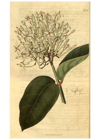 Reproducción/Reproduction 35207418726: Curtis's botanical magazine.. London ; New York [etc.] :Academic Press [etc.]