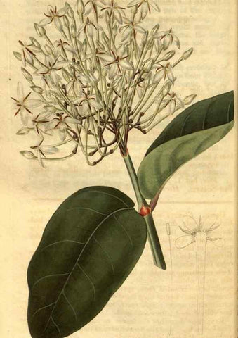 Reproducción/Reproduction 35207418726: Curtis's botanical magazine.. London ; New York [etc.] :Academic Press [etc.]