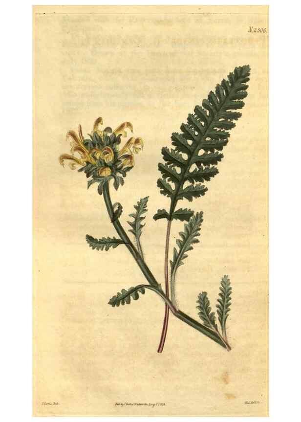 Reproducción/Reproduction 34438470813: Curtis's botanical magazine.. London ; New York [etc.] :Academic Press [etc.]