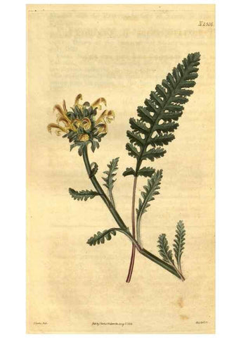 Reproducción/Reproduction 34438470813: Curtis's botanical magazine.. London ; New York [etc.] :Academic Press [etc.]