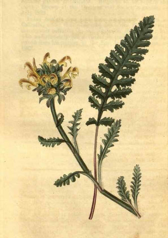 Reproducción/Reproduction 34438470813: Curtis's botanical magazine.. London ; New York [etc.] :Academic Press [etc.]