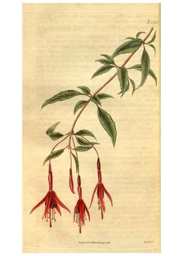 Reproducción/Reproduction 34438473943: Curtis's botanical magazine.. London ; New York [etc.] :Academic Press [etc.]