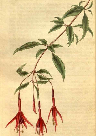 Reproducción/Reproduction 34438473943: Curtis's botanical magazine.. London ; New York [etc.] :Academic Press [etc.]
