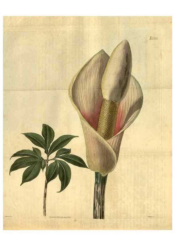 Reproducción/Reproduction 34403528024: Curtis's botanical magazine.. London ; New York [etc.] :Academic Press [etc.]