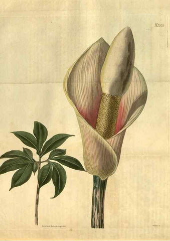 Reproducción/Reproduction 34403528024: Curtis's botanical magazine.. London ; New York [etc.] :Academic Press [etc.]