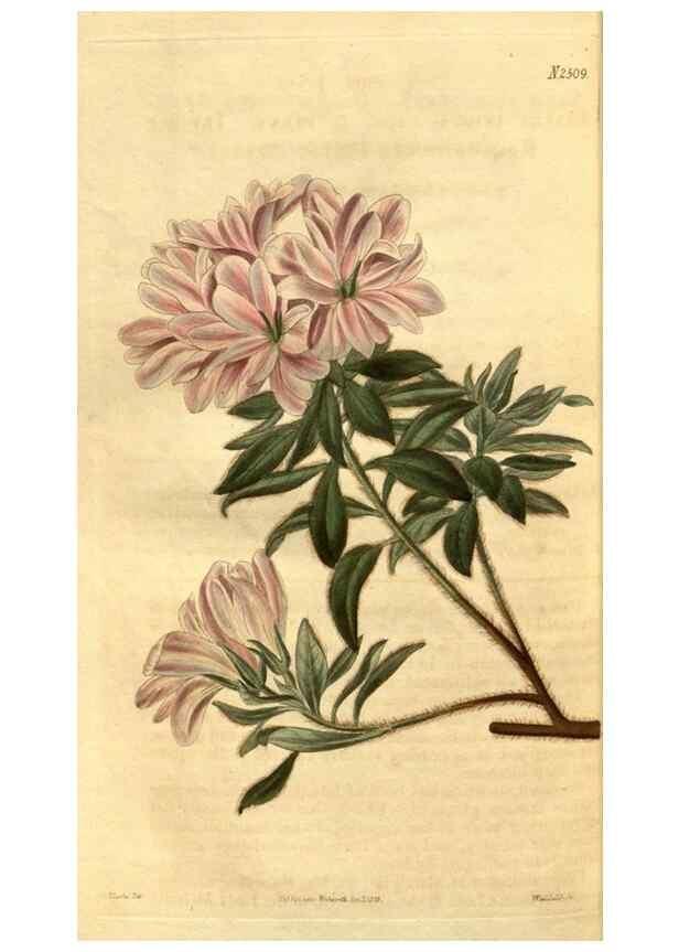 Reproducción/Reproduction 35082185492: Curtis's botanical magazine.. London ; New York [etc.] :Academic Press [etc.]