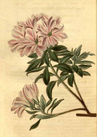 Reproducción/Reproduction 35082185492: Curtis's botanical magazine.. London ; New York [etc.] :Academic Press [etc.]