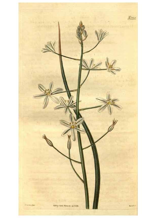 Reproducción/Reproduction 35247466845: Curtis's botanical magazine.. London ; New York [etc.] :Academic Press [etc.]