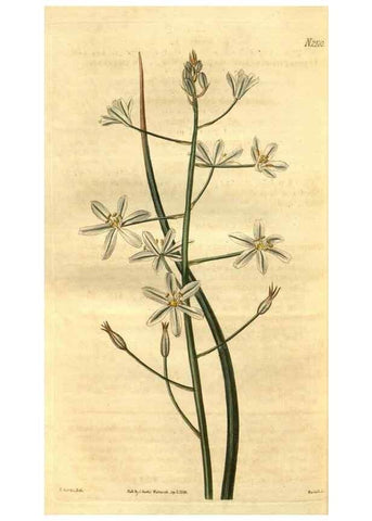 Reproducción/Reproduction 35247466845: Curtis's botanical magazine.. London ; New York [etc.] :Academic Press [etc.]