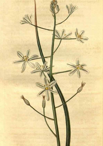 Reproducción/Reproduction 35247466845: Curtis's botanical magazine.. London ; New York [etc.] :Academic Press [etc.]