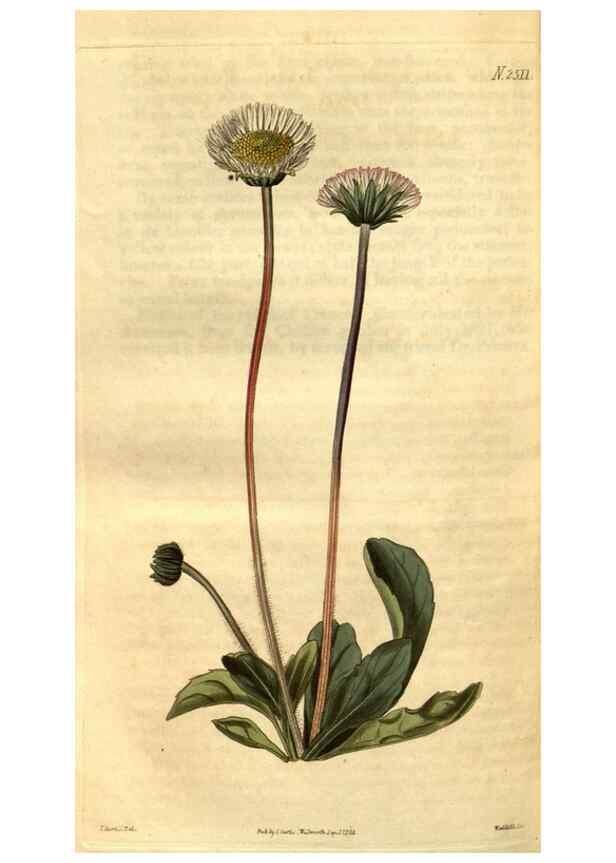 Reproducción/Reproduction 35247470225: Curtis's botanical magazine.. London ; New York [etc.] :Academic Press [etc.]