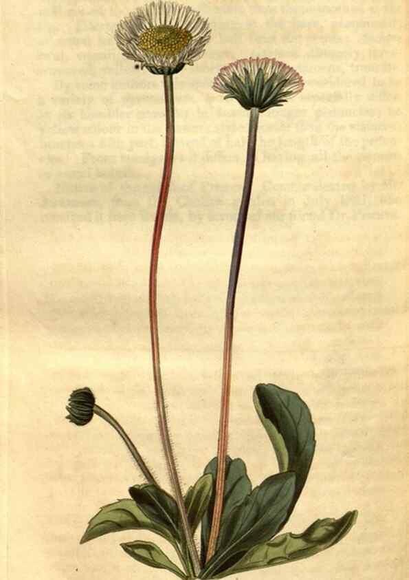 Reproducción/Reproduction 35247470225: Curtis's botanical magazine.. London ; New York [etc.] :Academic Press [etc.]