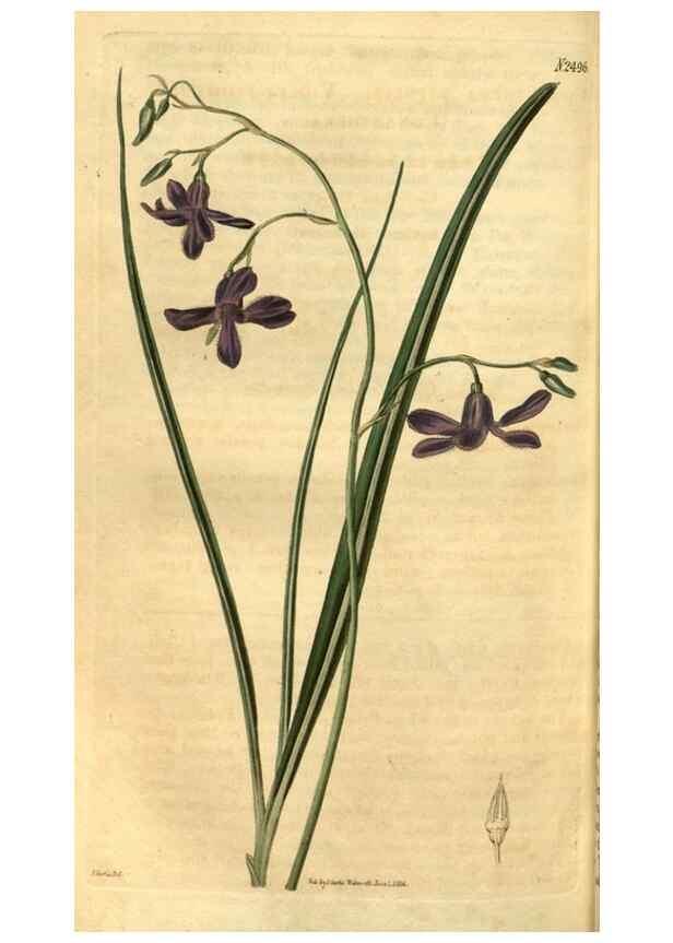Reproducción/Reproduction 35247431925: Curtis's botanical magazine.. London ; New York [etc.] :Academic Press [etc.]