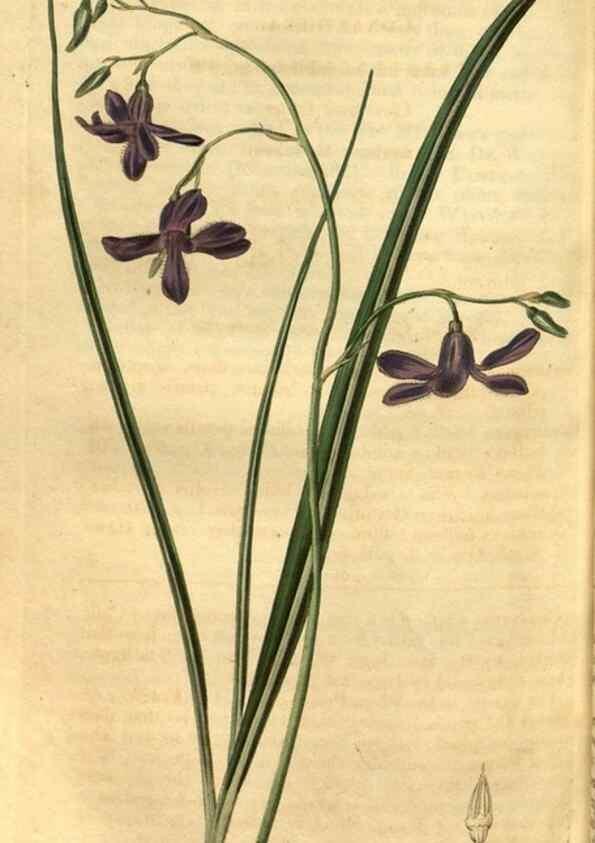 Reproducción/Reproduction 35247431925: Curtis's botanical magazine.. London ; New York [etc.] :Academic Press [etc.]