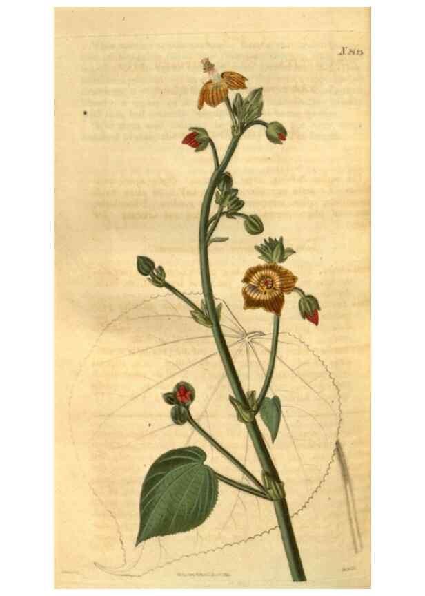 Reproducción/Reproduction 35207394146: Curtis's botanical magazine.. London ; New York [etc.] :Academic Press [etc.]