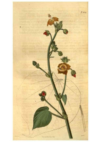Reproducción/Reproduction 35207394146: Curtis's botanical magazine.. London ; New York [etc.] :Academic Press [etc.]