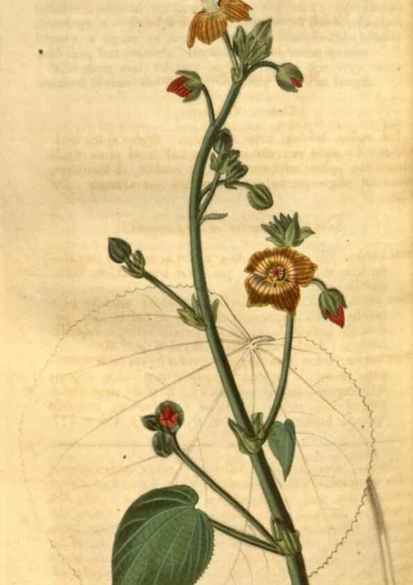 Reproducción/Reproduction 35207394146: Curtis's botanical magazine.. London ; New York [etc.] :Academic Press [etc.]