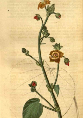 Reproducción/Reproduction 35207394146: Curtis's botanical magazine.. London ; New York [etc.] :Academic Press [etc.]