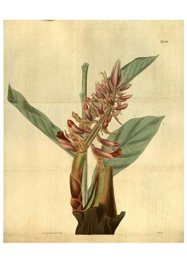 Reproducción/Reproduction 34860416330: Curtis's botanical magazine.. London ; New York [etc.] :Academic Press [etc.]