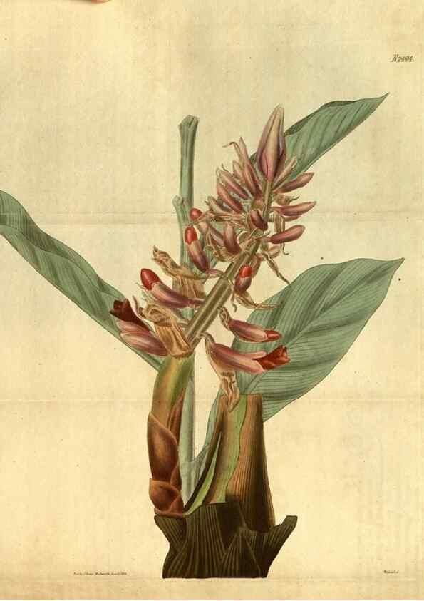 Reproducción/Reproduction 34860416330: Curtis's botanical magazine.. London ; New York [etc.] :Academic Press [etc.]