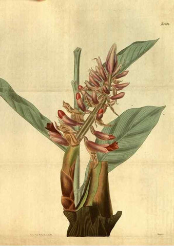Reproducción/Reproduction 34860416330: Curtis's botanical magazine.. London ; New York [etc.] :Academic Press [etc.]