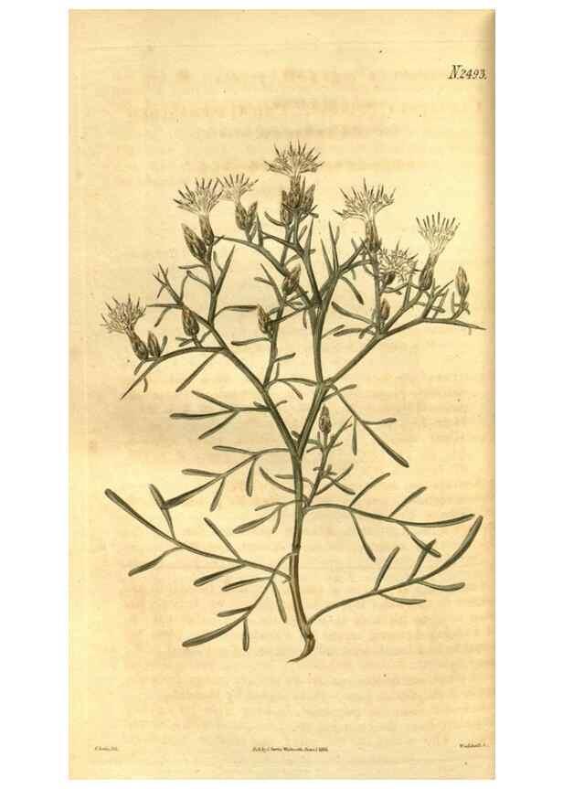 Reproducción/Reproduction 34860414970: Curtis's botanical magazine.. London ; New York [etc.] :Academic Press [etc.]