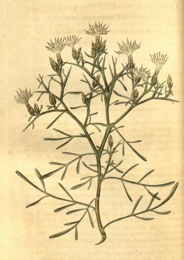 Reproducción/Reproduction 34860414970: Curtis's botanical magazine.. London ; New York [etc.] :Academic Press [etc.]