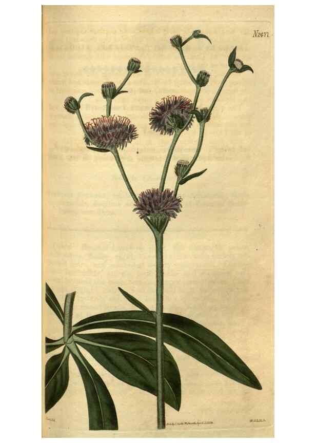 Reproducción/Reproduction 34860377130: Curtis's botanical magazine.. London ; New York [etc.] :Academic Press [etc.]