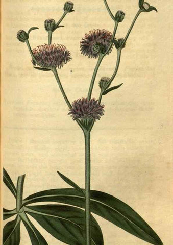 Reproducción/Reproduction 34860377130: Curtis's botanical magazine.. London ; New York [etc.] :Academic Press [etc.]