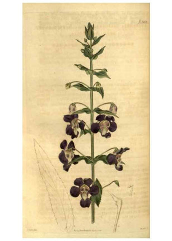 Reproducción/Reproduction 35247399155: Curtis's botanical magazine.. London ; New York [etc.] :Academic Press [etc.]
