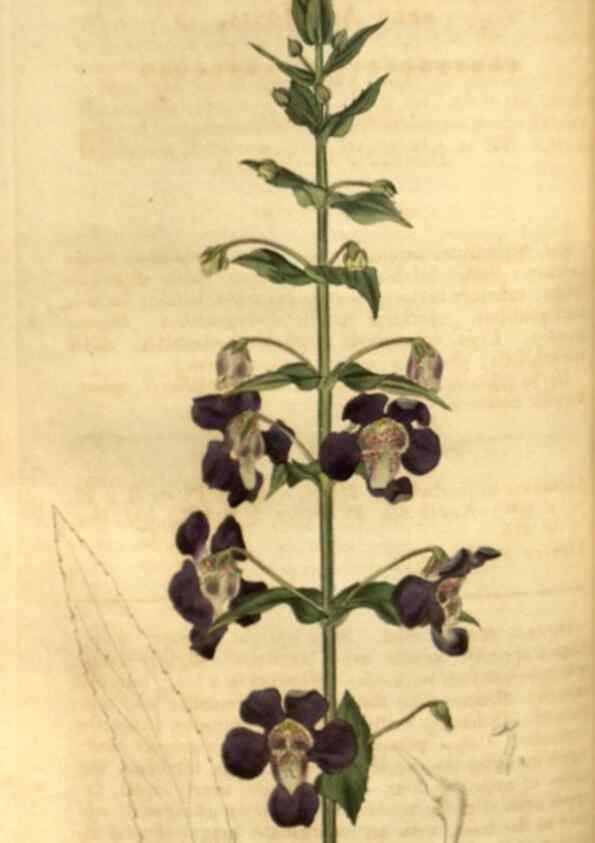 Reproducción/Reproduction 35247399155: Curtis's botanical magazine.. London ; New York [etc.] :Academic Press [etc.]