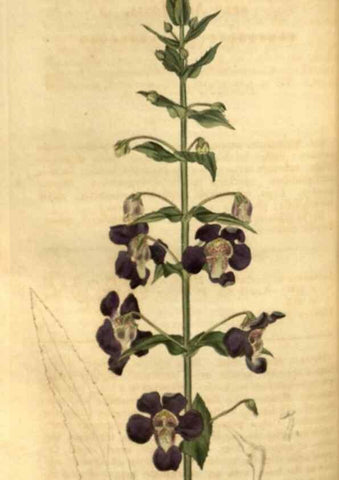 Reproducción/Reproduction 35247399155: Curtis's botanical magazine.. London ; New York [etc.] :Academic Press [etc.]