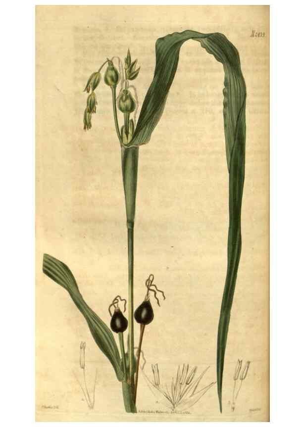 Reproducción/Reproduction 35247401535: Curtis's botanical magazine.. London ; New York [etc.] :Academic Press [etc.]