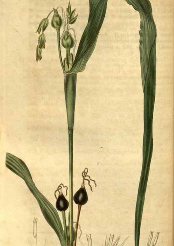 Reproducción/Reproduction 35247401535: Curtis's botanical magazine.. London ; New York [etc.] :Academic Press [etc.]