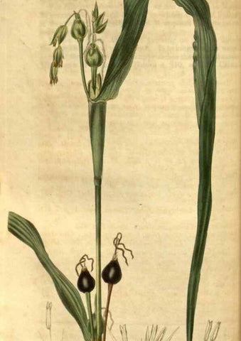Reproducción/Reproduction 35247401535: Curtis's botanical magazine.. London ; New York [etc.] :Academic Press [etc.]