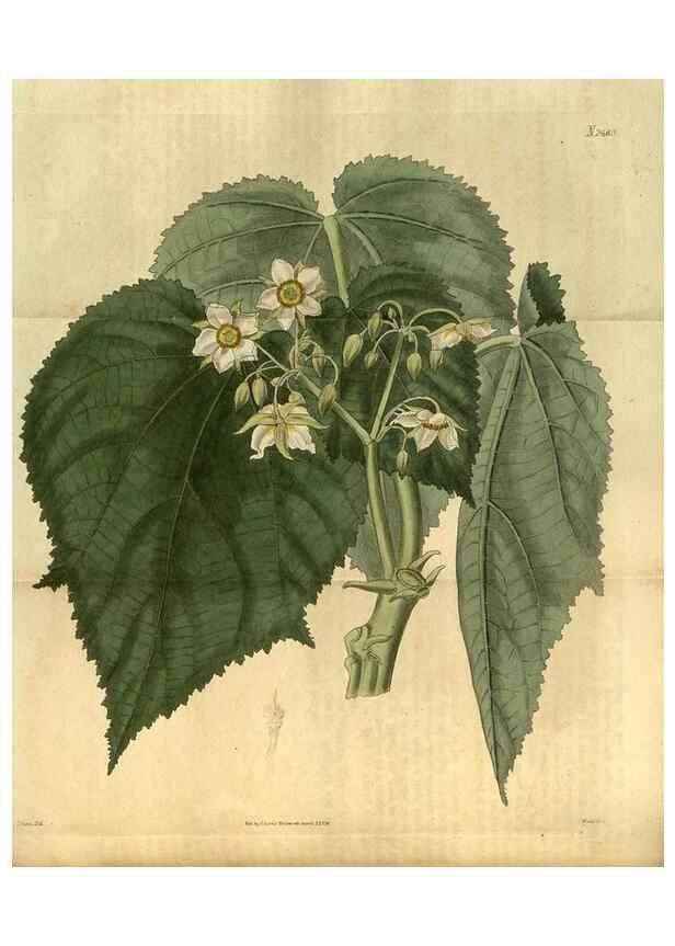 Reproducción/Reproduction 34403466754: Curtis's botanical magazine.. London ; New York [etc.] :Academic Press [etc.]