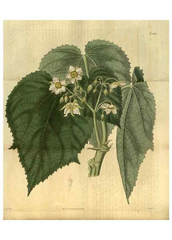Reproducción/Reproduction 34403466754: Curtis's botanical magazine.. London ; New York [etc.] :Academic Press [etc.]